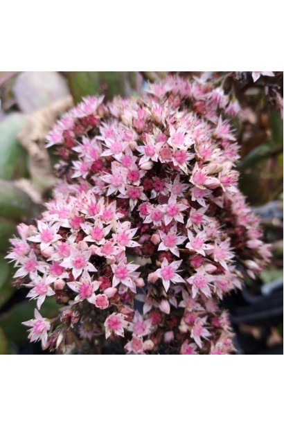 Очиток гібридний Матрона опис